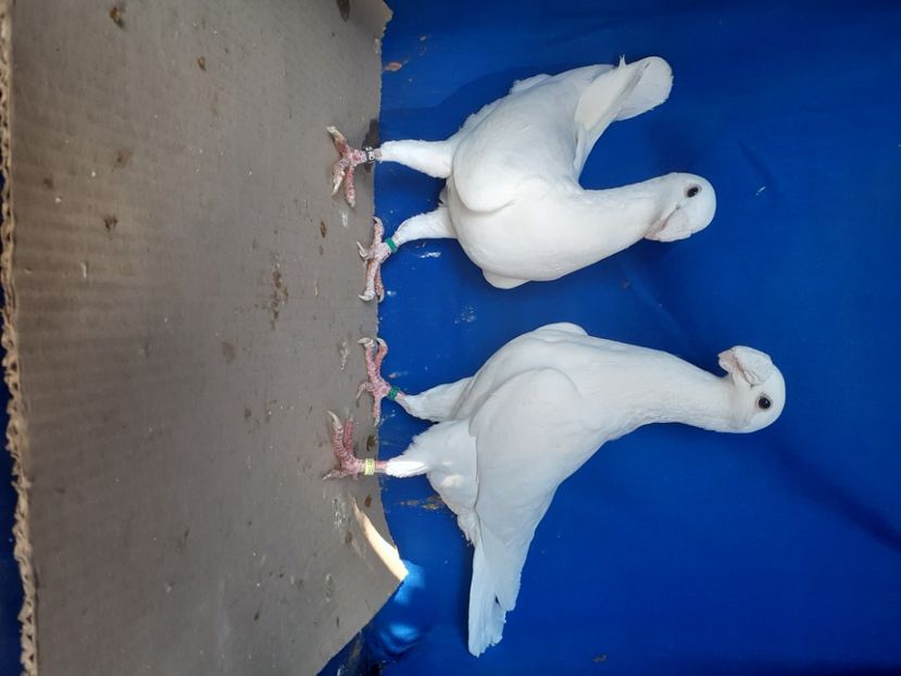  - PERECHI VOIAJORI GERMANI 2021