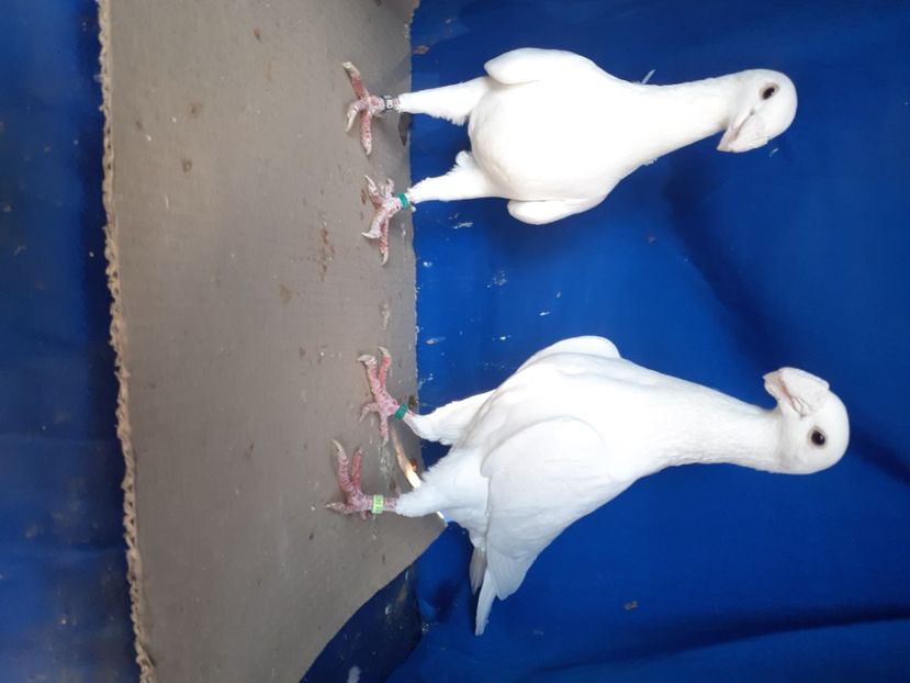  - PERECHI VOIAJORI GERMANI 2021