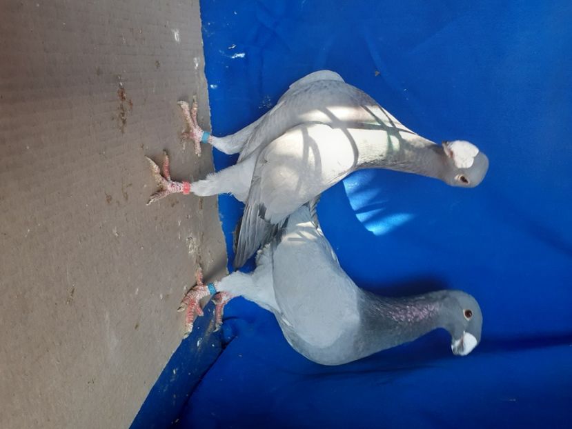  - PERECHI VOIAJORI GERMANI 2021