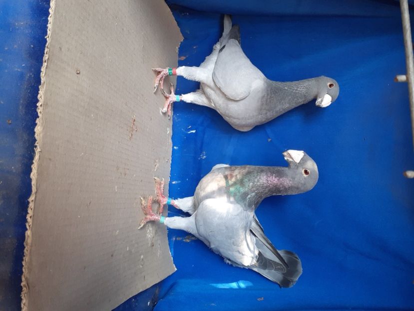  - PERECHI VOIAJORI GERMANI 2021