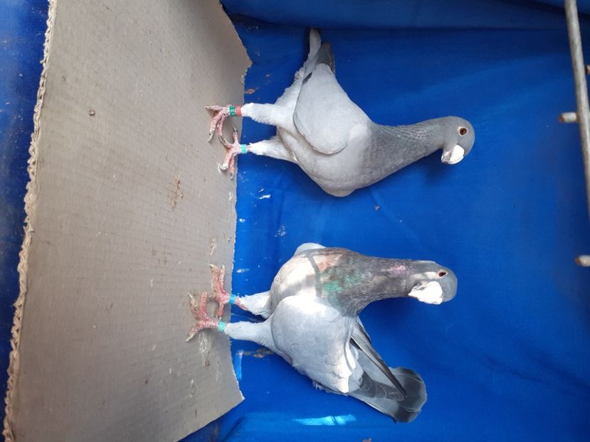  - PERECHI VOIAJORI GERMANI 2021