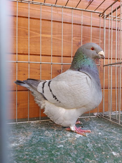 F 2019 - Perechi 2021