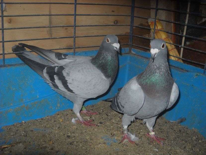  - PORUMBEI VANDUTI 2