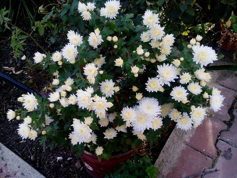  - 2020 Retrospectiva gradina