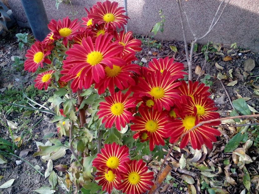  - 2020 Retrospectiva gradina