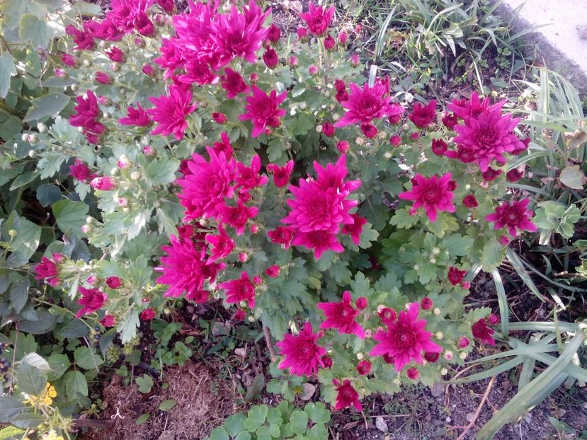  - 2020 Retrospectiva gradina