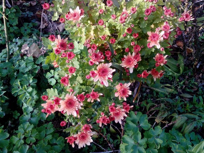  - 2020 Retrospectiva gradina