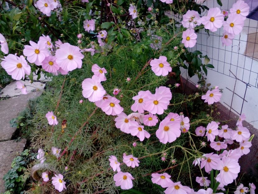  - 2020 Retrospectiva gradina