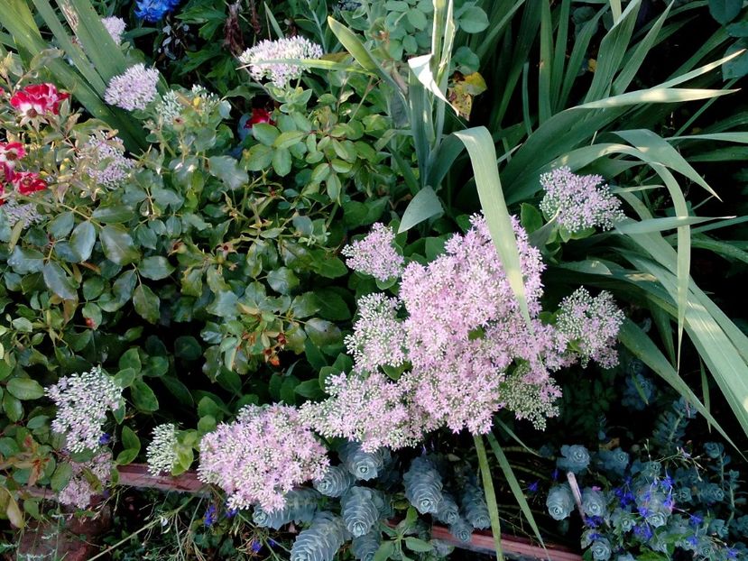  - 2020 Retrospectiva gradina