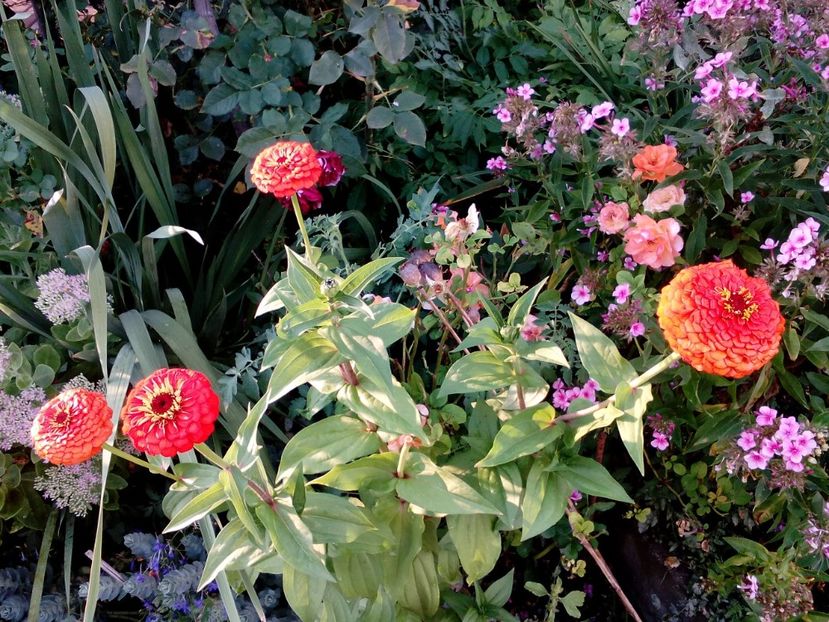  - 2020 Retrospectiva gradina