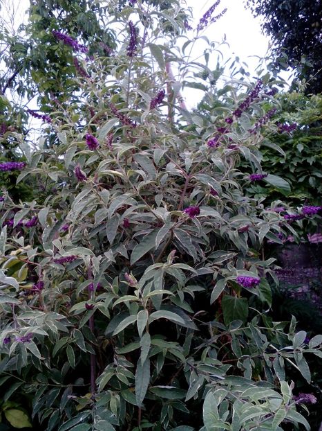  - 2020 Retrospectiva gradina