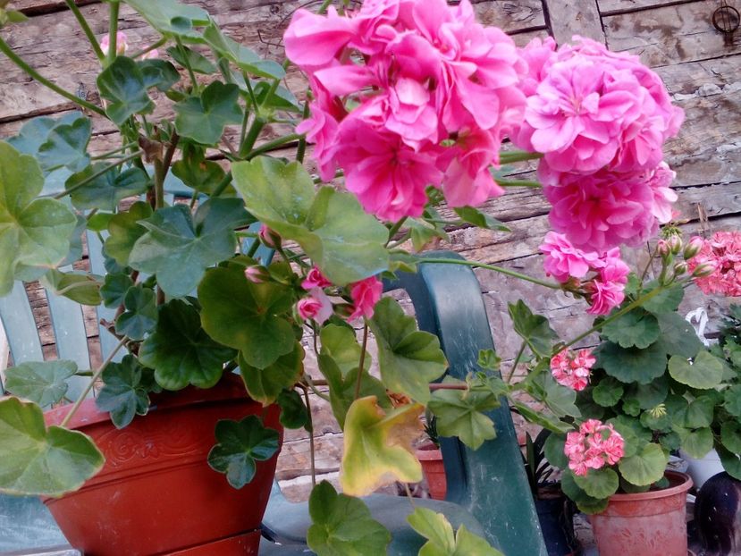  - 2020 Retrospectiva gradina