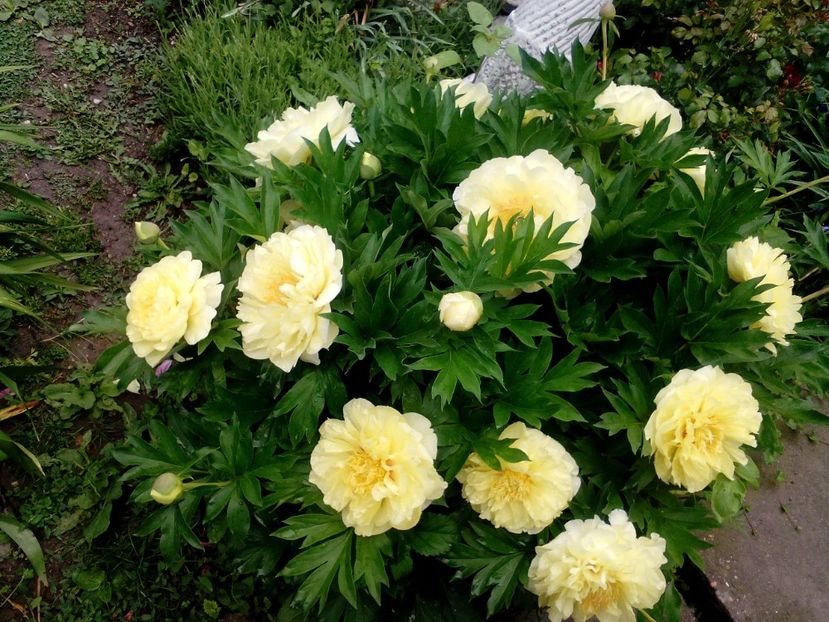  - 2020 Retrospectiva gradina