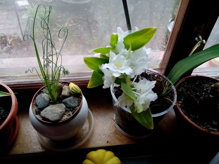  - 2021 La multi ani!