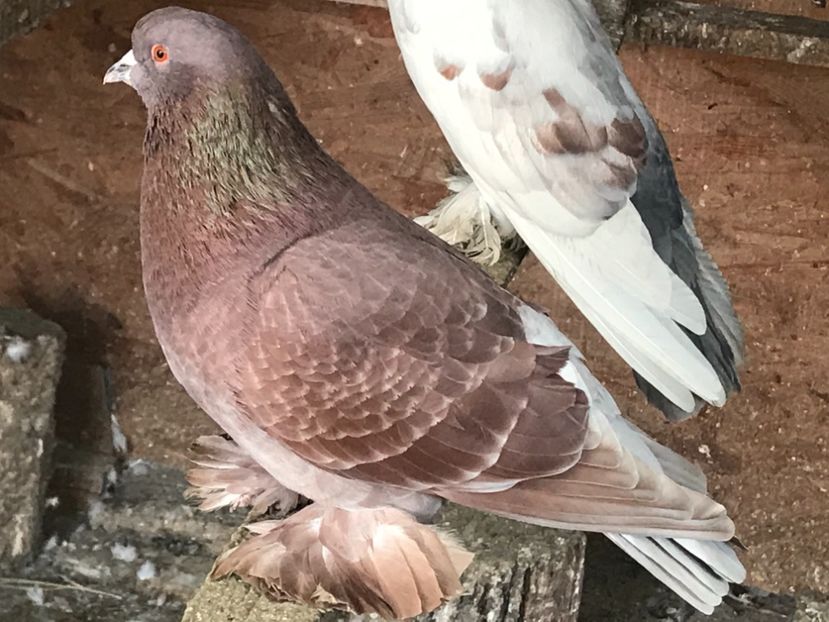 E4592E19-9846-4770-B93E-A7F570585D4C - Porumbei încălțați 2021