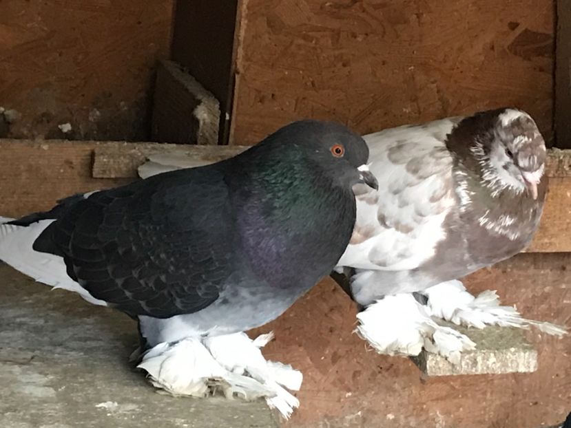 BB421D6E-1BFA-47EC-AAED-35B73B0505AB - Porumbei încălțați 2021