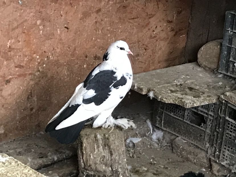 799A40B2-BE57-4FE4-9224-BE88A3650560 - Porumbei încălțați 2021