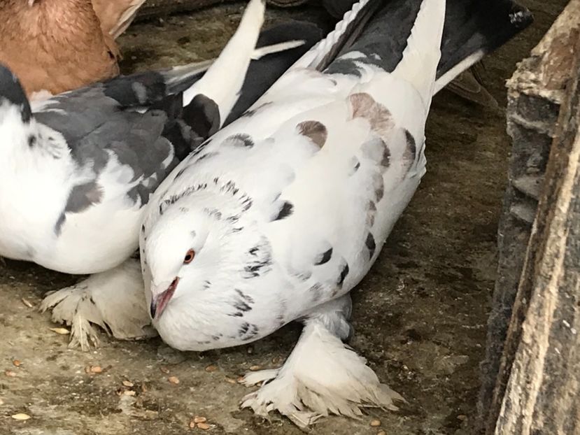 2AEA5039-B19E-4627-BABB-B11D28BAED78 - Porumbei încălțați 2021