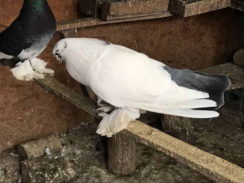 5E125E6C-065E-4B61-8A5A-B6877DDB1B97 - Porumbei încălțați 2021