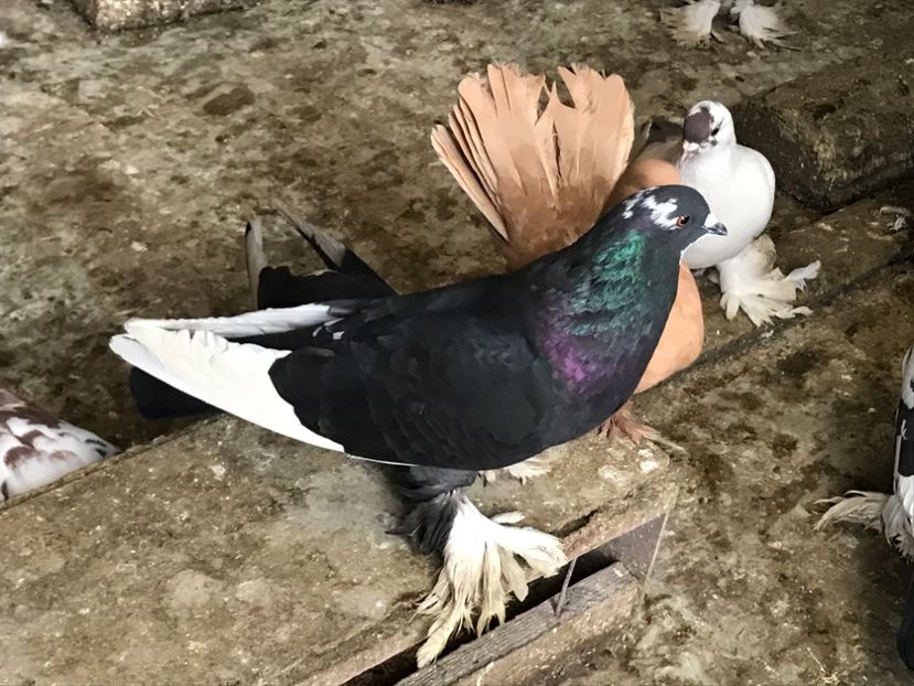 E6F45660-BC02-4452-9EFF-FB08C65880B8 - Porumbei încălțați 2021