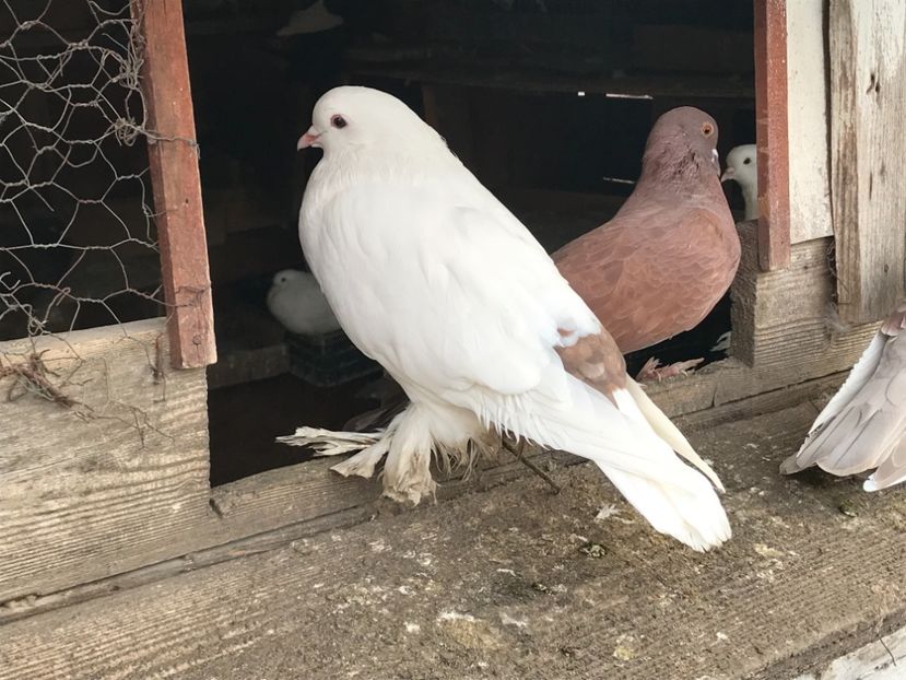 96BD6535-F856-422F-A270-776743D17FC3 - Porumbei încălțați 2021