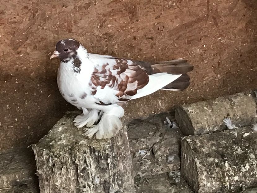 8ECA5650-D924-44CB-A36B-FC35C5E470D9 - Porumbei încălțați 2021