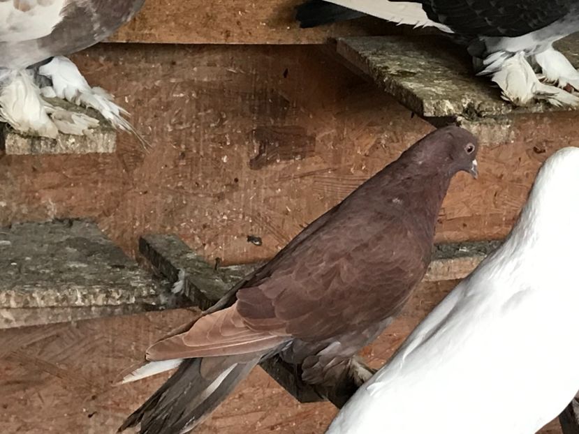 6F0438D0-5662-4649-A19A-27B7CB63C3C7 - Porumbei încălțați 2021