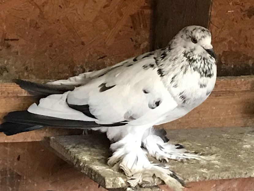 2658D622-B689-4FDA-9432-A0A2588B7750 - Porumbei încălțați 2021