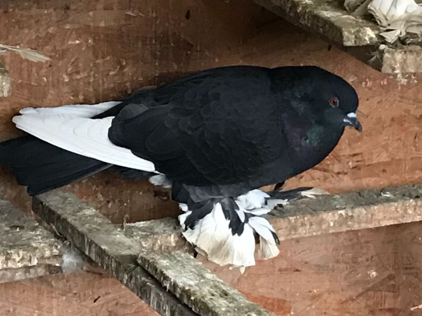 67693CE2-8157-4C89-A3D6-E8BF703CDF4F - Porumbei încălțați 2021