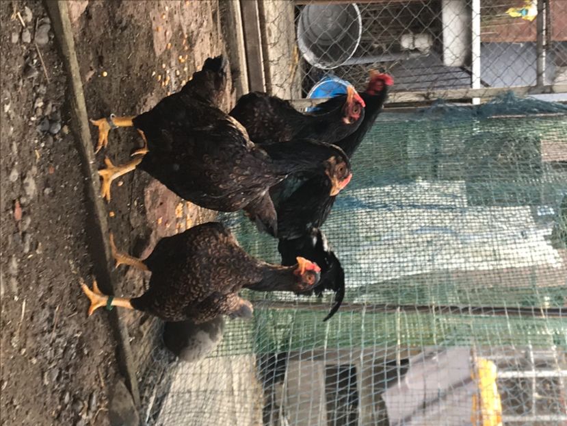 DE091E93-EA89-4B40-89F5-B693CEE653E9 - Gaini Conbatant Indian Tale Mare