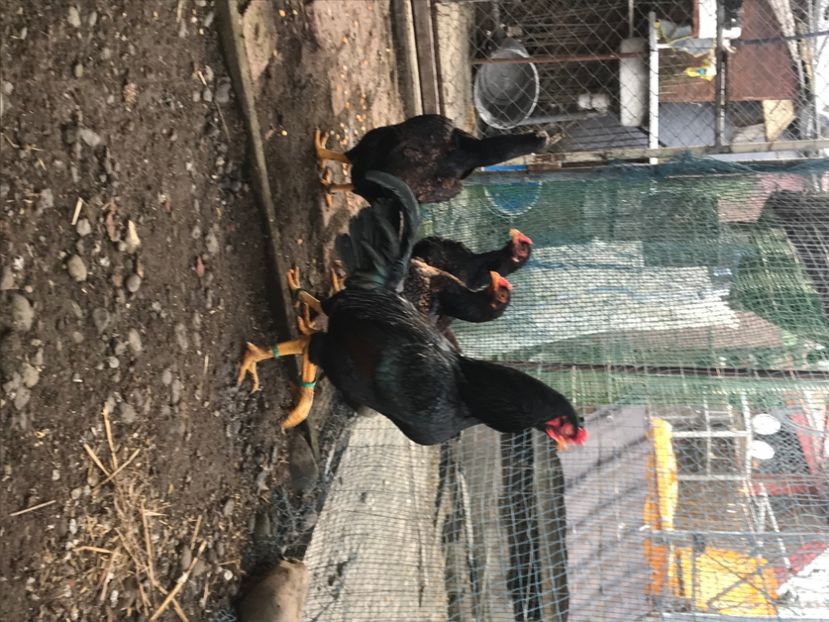 7D6057C4-C7EF-48E0-AD74-3F9570959649 - Gaini Conbatant Indian Tale Mare