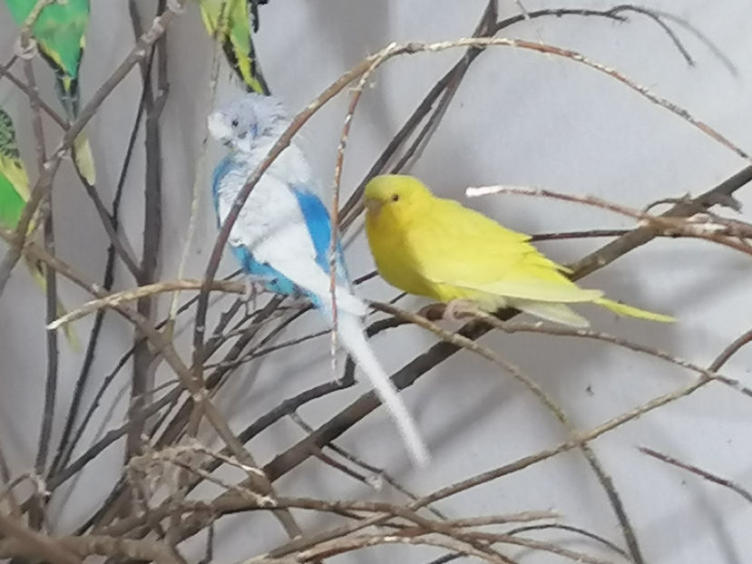  - 1 PERUSI 2021 MATCA