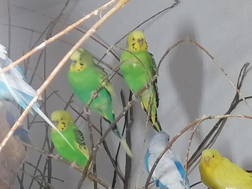  - 1 PERUSI 2021 MATCA