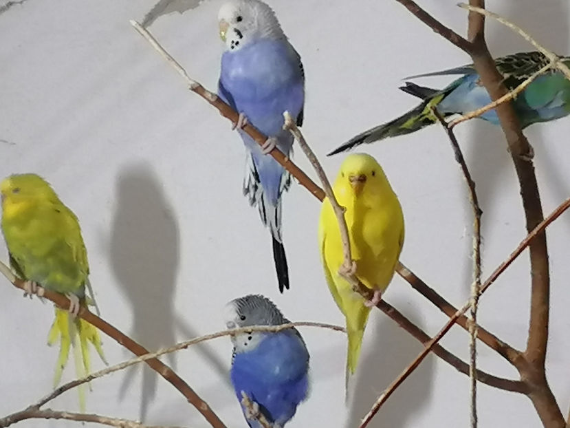  - 1 PERUSI 2021 MATCA