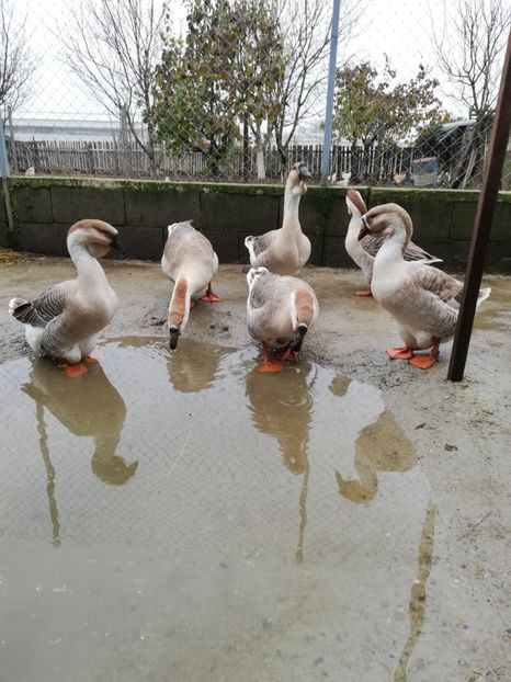  - A3 Gâște africane matca 2021