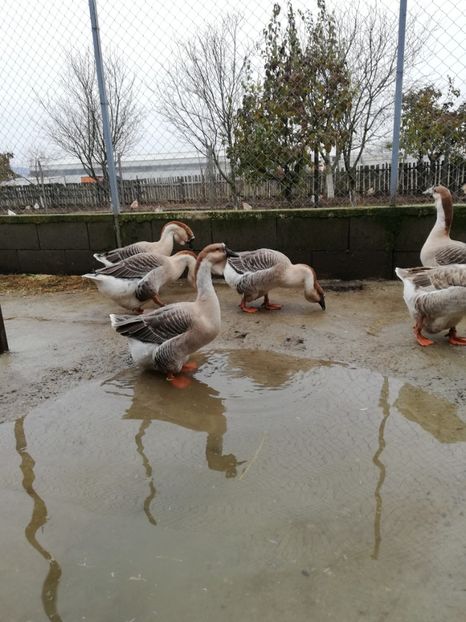  - A3 Gâște africane matca 2021