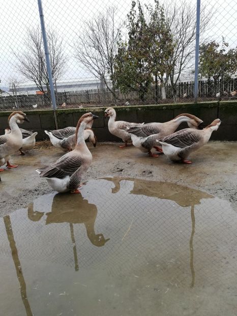  - A3 Gâște africane matca 2021