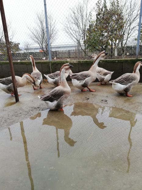  - A3 Gâște africane matca 2021