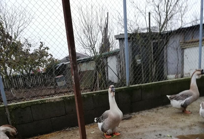  - A3 Gâște africane matca 2021