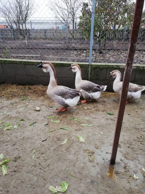  - A3 Gâște africane matca 2021