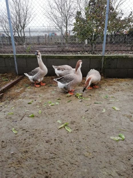  - A3 Gâște africane matca 2021