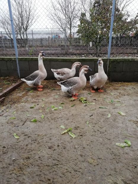  - A3 Gâște africane matca 2021