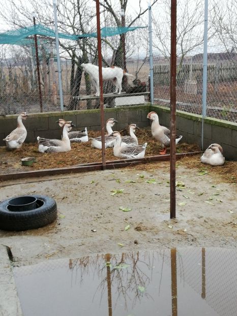  - A3 Gâște africane matca 2021