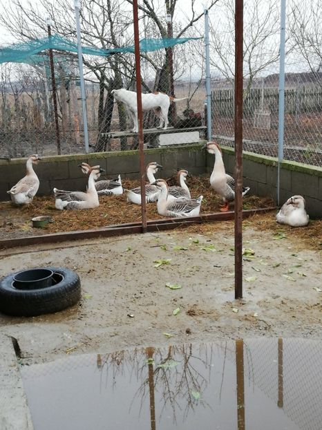  - A3 Gâște africane matca 2021