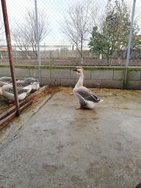  - A3 Gâște africane matca 2021