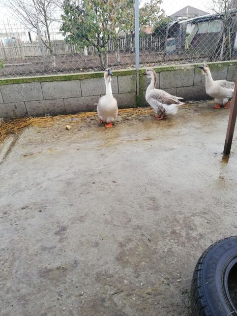  - A3 Gâște africane matca 2021