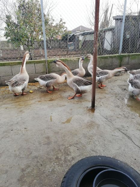  - A3 Gâște africane matca 2021