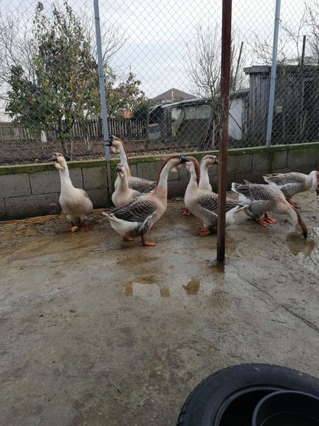  - A3 Gâște africane matca 2021