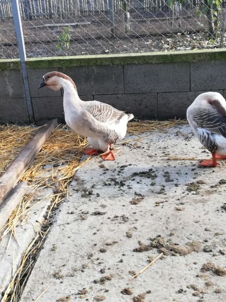  - A3 Gâște africane matca 2021