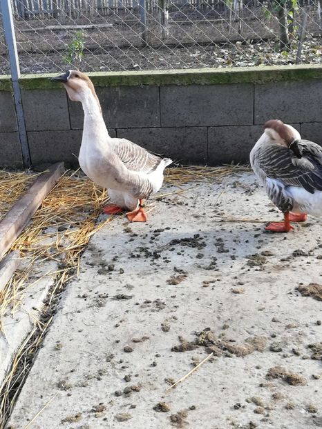  - A3 Gâște africane matca 2021